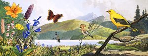 中央ヨーロッパの野生生物、「Nature&39;s Wonderland」のイラスト、1970年